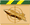 combat_expert_gold combat_expert_gold